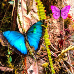 Free online html5 games - Butterfly Forest Escape game - Games2rule