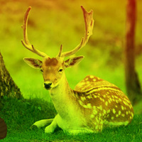 Free online html5 games - Deer Forest Escape game - Games2rule