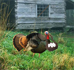 Free online html5 games - Fat Turkey Escape game - Games2rule