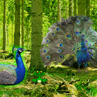 Free online html5 games - Peafowl Forest Escape game 