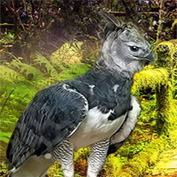 Free online html5 games - Rescue The Harpy Eagle game 