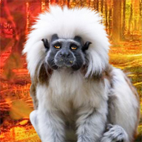 Free online html5 games - Rescue The Tamarin game - Games2rule