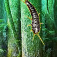 Free online html5 games - Silverfish Forest Escape game - Games2rule