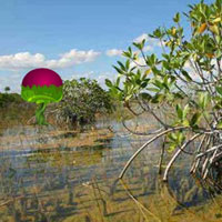 Free online html5 games - Mangrove Plants Island Escape HTML5 game 